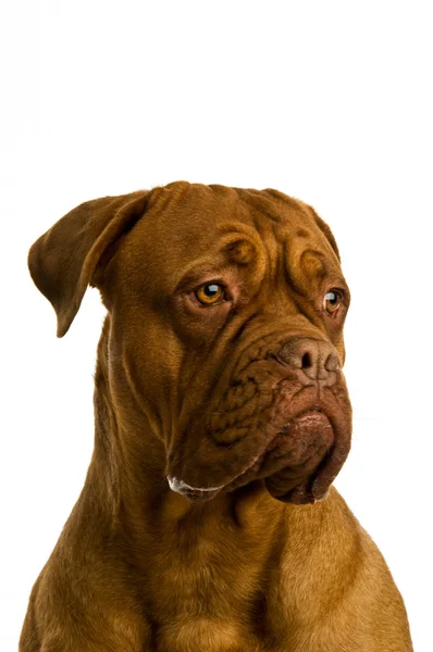 Dogue de bordeauxhund — Stockfoto