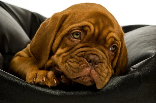 Dogue de bordeaux κουτάβι — Φωτογραφία Αρχείου