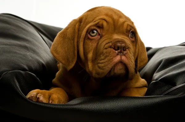 Dogue de bordeaux köpek yavrusu — Stok fotoğraf