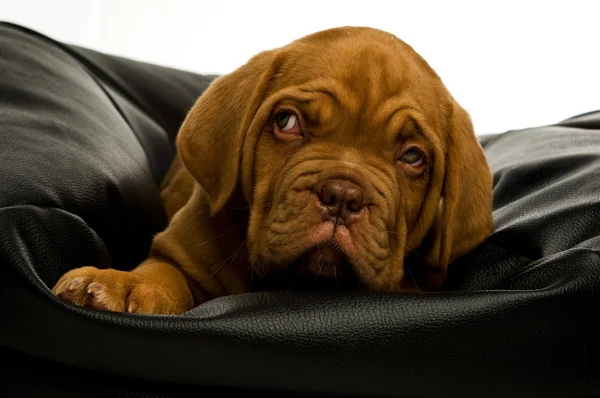 Cãozinho do Dogue de Bordeaux — Fotografia de Stock