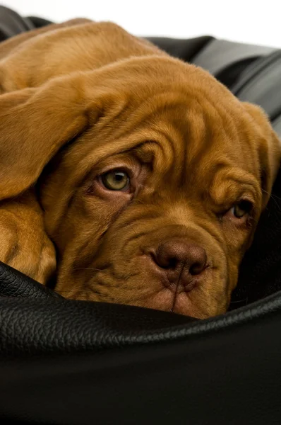 Dogue De Bordeaux puppy — Stock Photo, Image