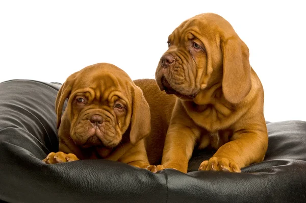 Dogue de bordeaux štěňata — Stock fotografie