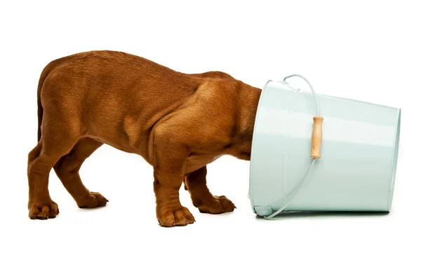 Dogue de bordeaux köpek yavrusu