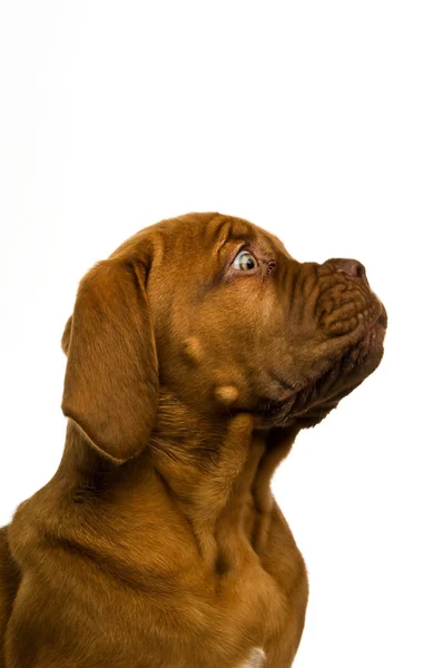 Dogue de bordeauxvalp — Stockfoto