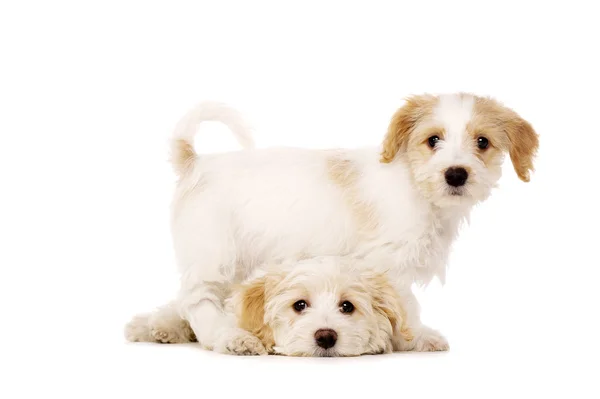 Puppies spelen geïsoleerd op een witte achtergrond Rechtenvrije Stockfoto's