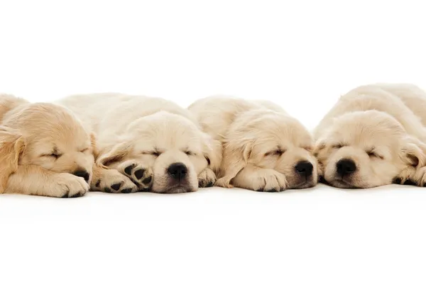 Gouden retriever pups Rechtenvrije Stockfoto's