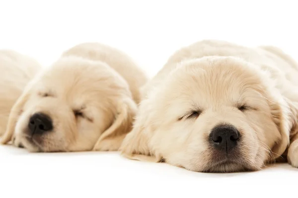 Golden Retriever Puppies Stock Picture