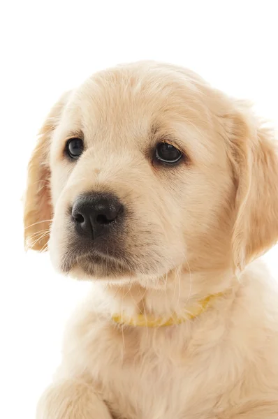 Golden retriever puppy Rechtenvrije Stockfoto's