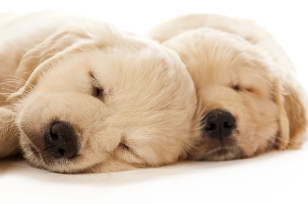 Golden Retriever Puppies Royalty Free Stock Images