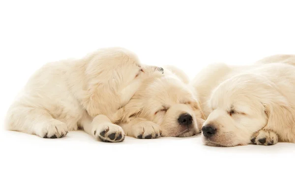 Golden Retriever Puppies Royalty Free Stock Photos