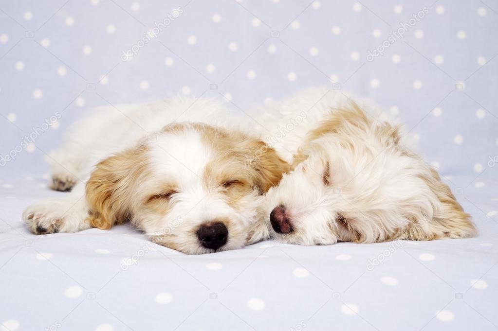 Two puppies laid asleep on a blue background