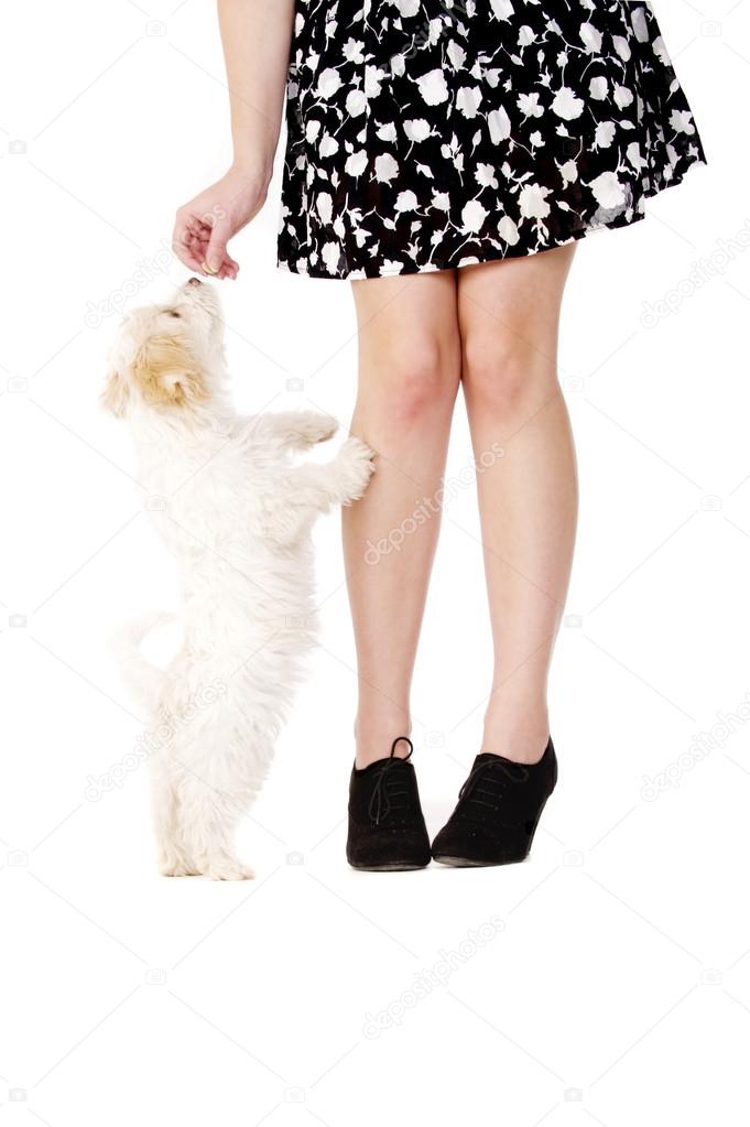 Puppy next to a woman's legs eating a treat