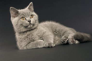 İngiliz kısa saçlı Gri kedi