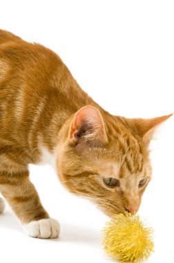 zencefil kedi