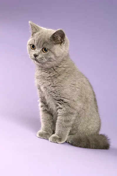 Британський коротким волоссям сірий кіт — стокове фото