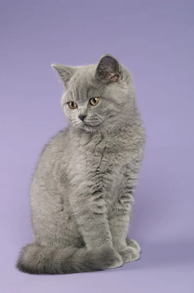 Britânico de cabelos curtos cinza gato — Fotografia de Stock