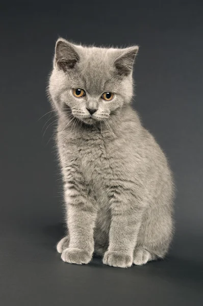 Короткошерстная серая кошка — стоковое фото