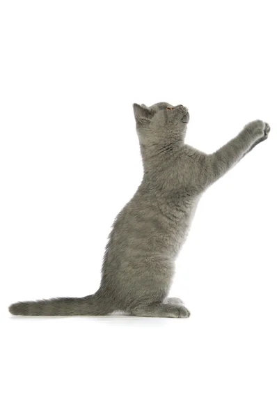 British chat gris à poils courts — Photo
