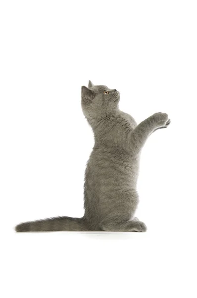 イギリスの短い髪灰色の猫 — ストック写真