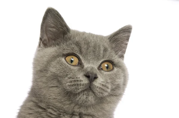British chat gris à poils courts — Photo