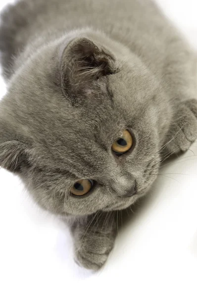 Короткошерстная серая кошка — стоковое фото
