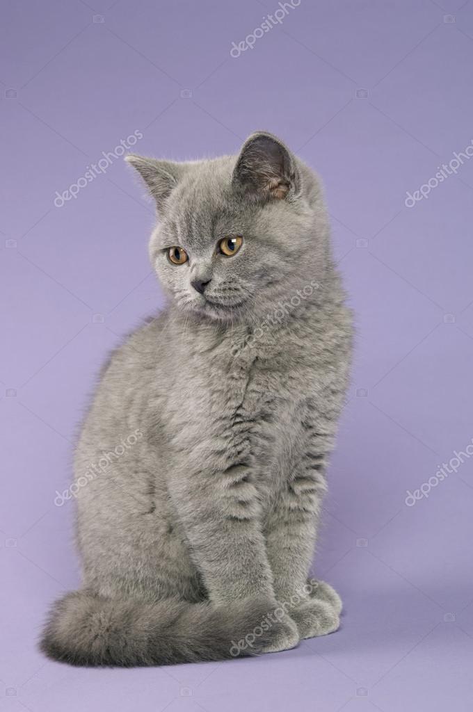 British chat gris à poils courts image libre de droit par firstbite © 26091461