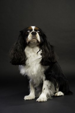 King charles spaniel köpeği siyah arka plan üzerine oturdu.