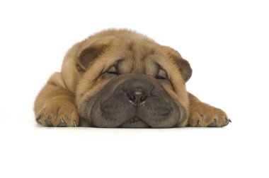 shar pei köpek yavrusu