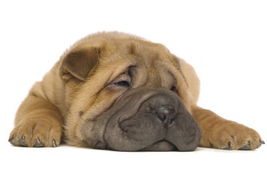 shar pei köpek yavrusu