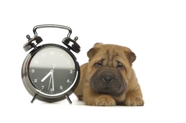 shar pei köpek yavrusu