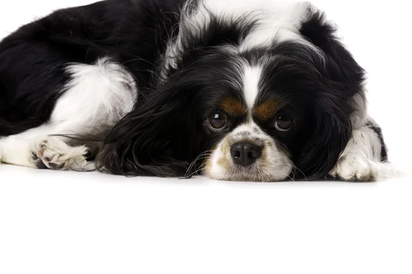 Rei Charles Spaniel enrolado para cima isolado em um fundo branco — Fotografia de Stock