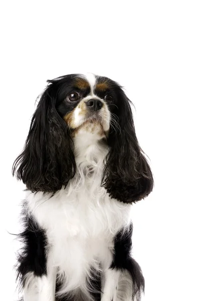 El rey Carlos Spaniel se sentó aislado sobre un fondo blanco —  Fotos de Stock