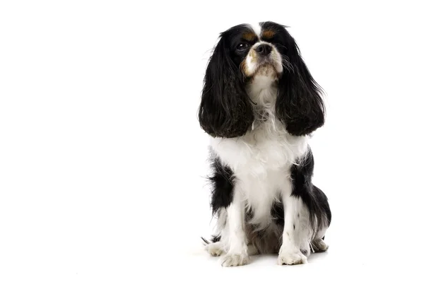 El rey Carlos Spaniel se sentó aislado sobre un fondo blanco —  Fotos de Stock