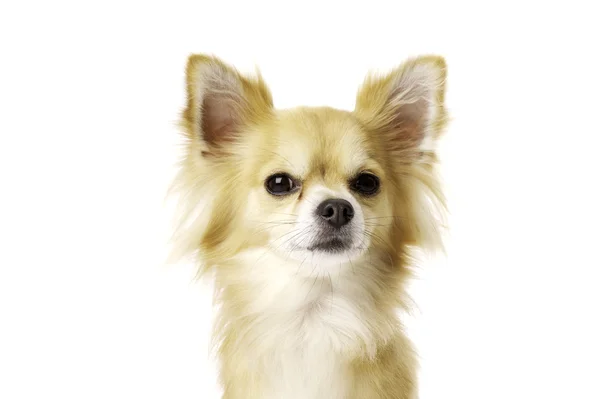 Chihuahua isolato su uno sfondo bianco guardando la fotocamera — Foto Stock
