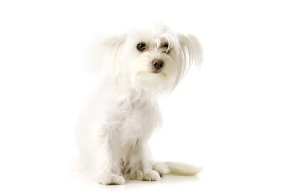 Weißes Chihuahua-Kreuz sitzt isoliert auf weißem Hintergrund — Stockfoto