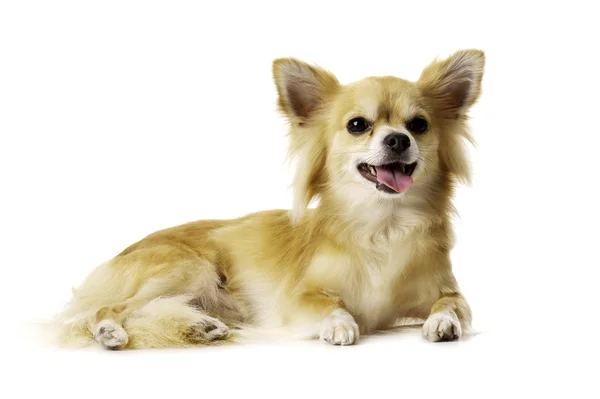 Chihuahua legte sich keuchend isoliert auf weißem Hintergrund — Stockfoto