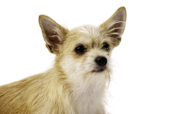 Chihuahua hunden isolerade på en vit bakgrund — Stockfoto