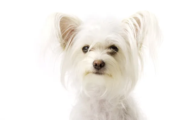 White Chihuahua Cross Sat Isolated on a White Background — Stock Photo, Image