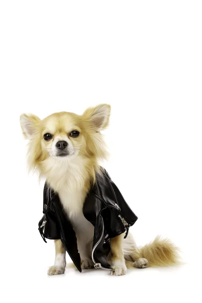 Chihuahua con una chaqueta de cuero negro — Foto de Stock