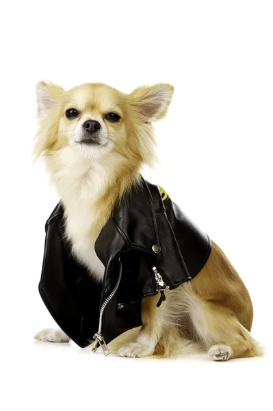 chihuahua bir siyah deri ceket