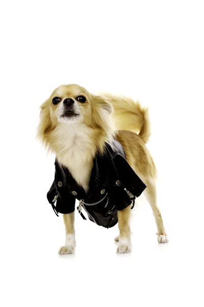 Chihuahua vestindo uma jaqueta de couro preto — Fotografia de Stock