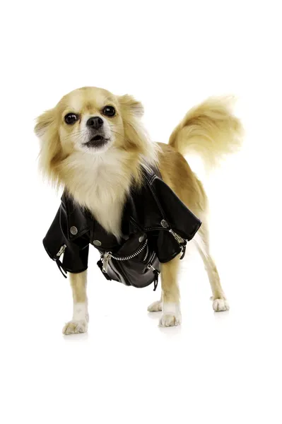 Chihuahua vestindo uma jaqueta de couro preto — Fotografia de Stock
