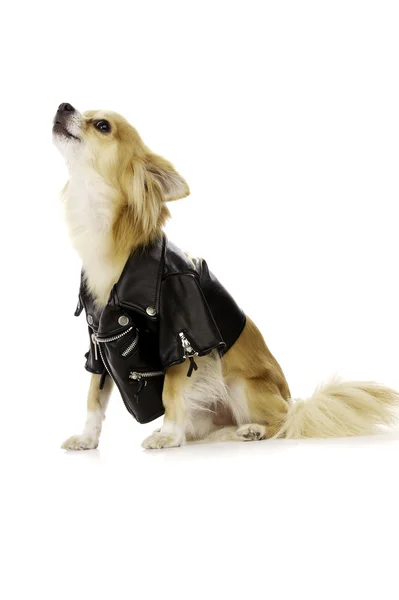 Chihuahua Wearing a Black Leather Jacket — Stock Photo, Image