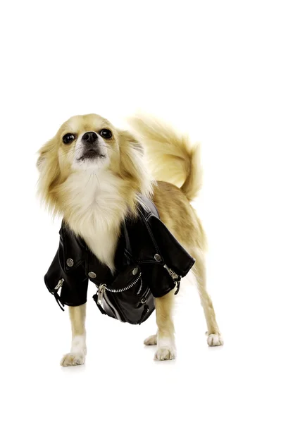 Chihuahua Wearing a Black Leather Jacket — Stock Photo, Image