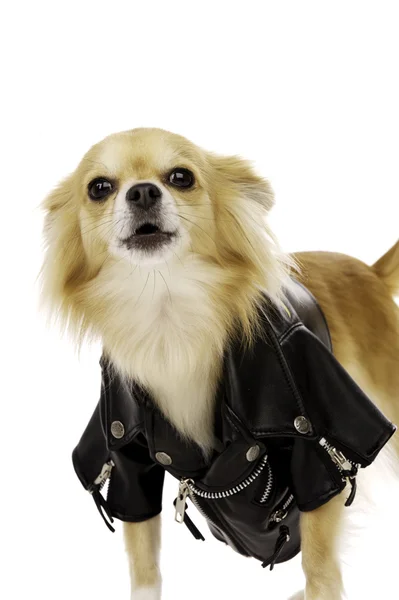 Chihuahua trägt eine schwarze Lederjacke — Stockfoto