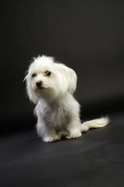 White Chihuahua Cross Sat on a Black Background — Stock Photo, Image