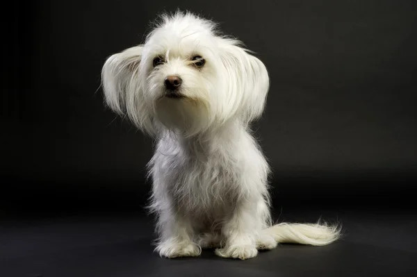 White Chihuahua Cross Sitting on a Black Background — Stock Photo, Image