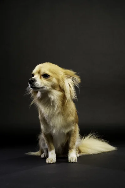 Chihuahua som satt på en svart bakgrund — Stockfoto