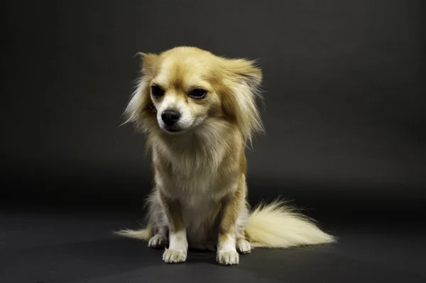 Chihuahua Sat on a Black Background — Stock Photo, Image