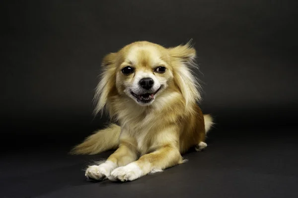 Chihuahua siyah bir zemin üzerine koydu.